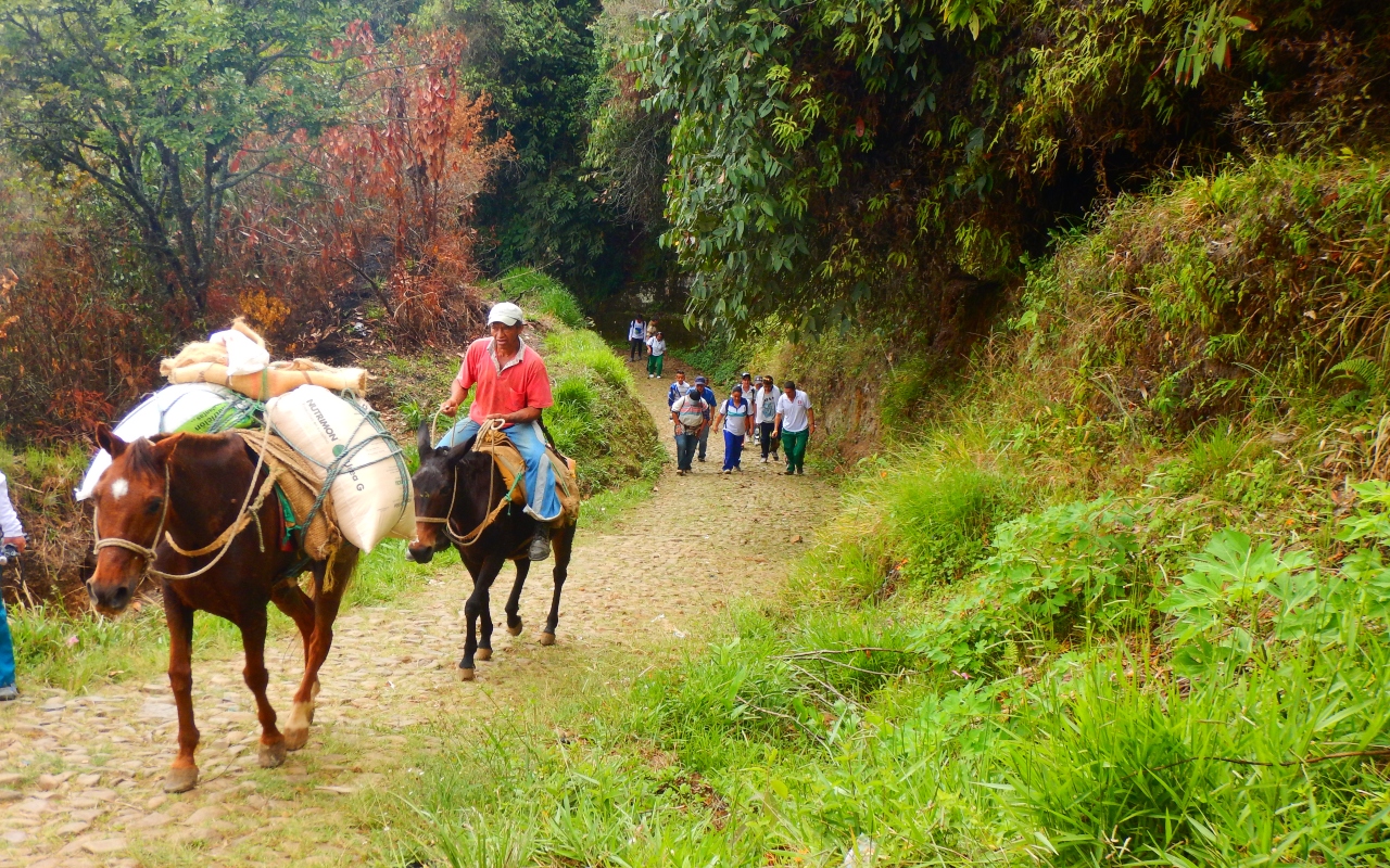 Caminata Ecol Gica Fredonia Venecia Antioquia Caminos Prehisp Nicos