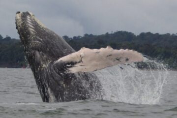 Avistamiento de ballenas en Bahía Málaga