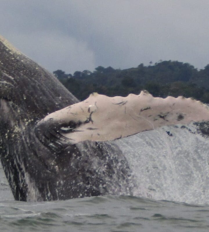Avistamiento de ballenas en Bahía Málaga