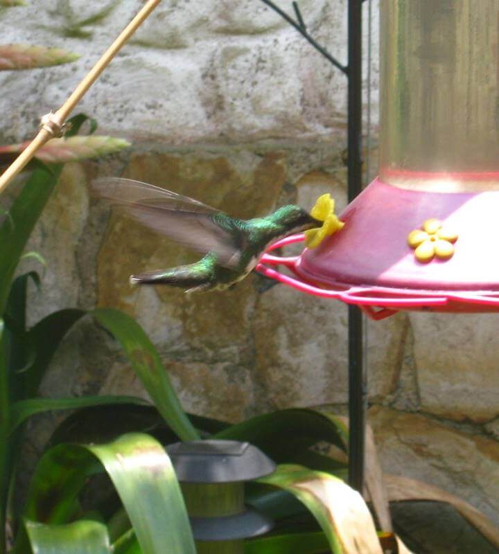 Camino_del_Colibrí Río San_Francisco