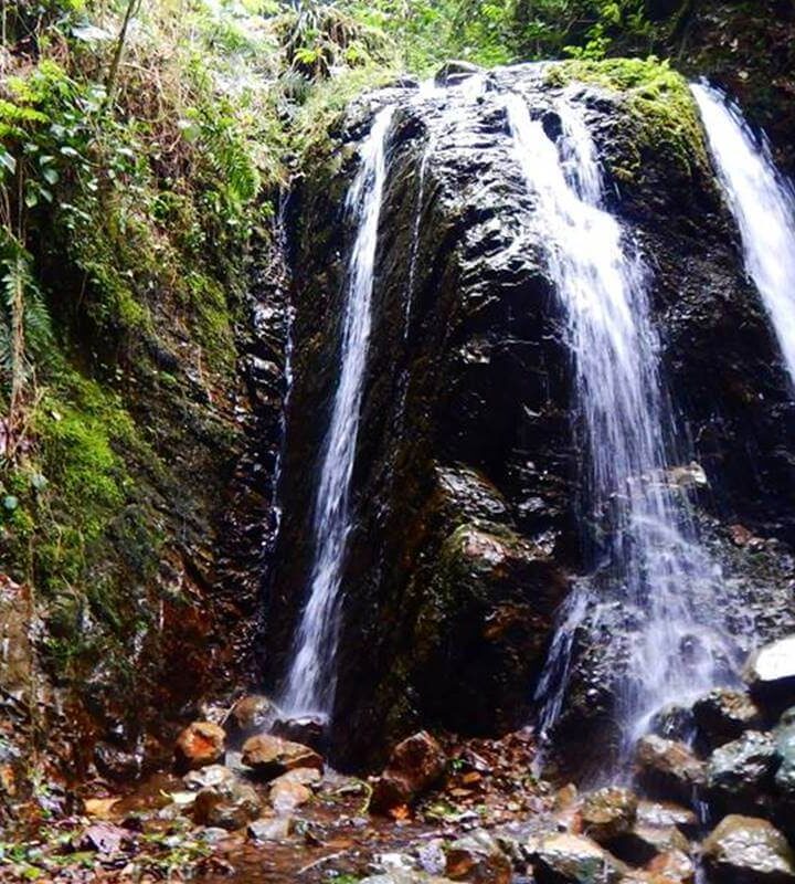 Caminata-Ecologica-Ruta-de-los-Helechos-(Antioquia)-Ecoturismocolombia