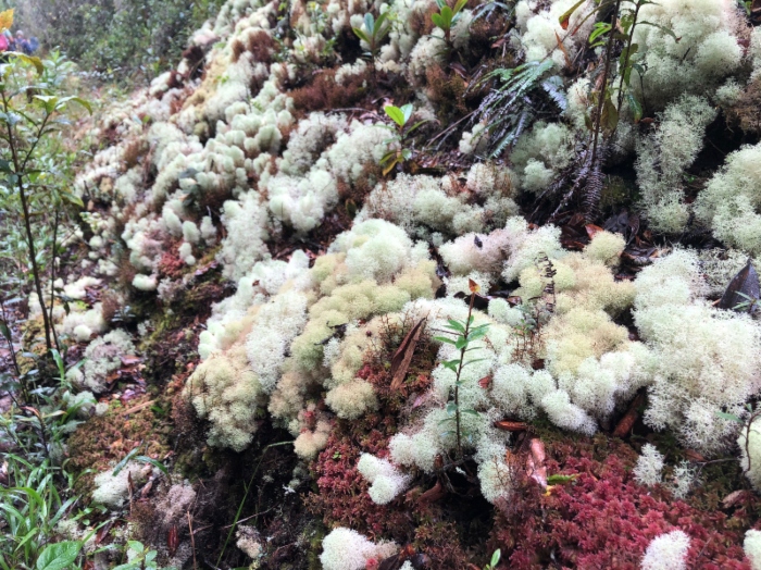 Sendero de los musgos