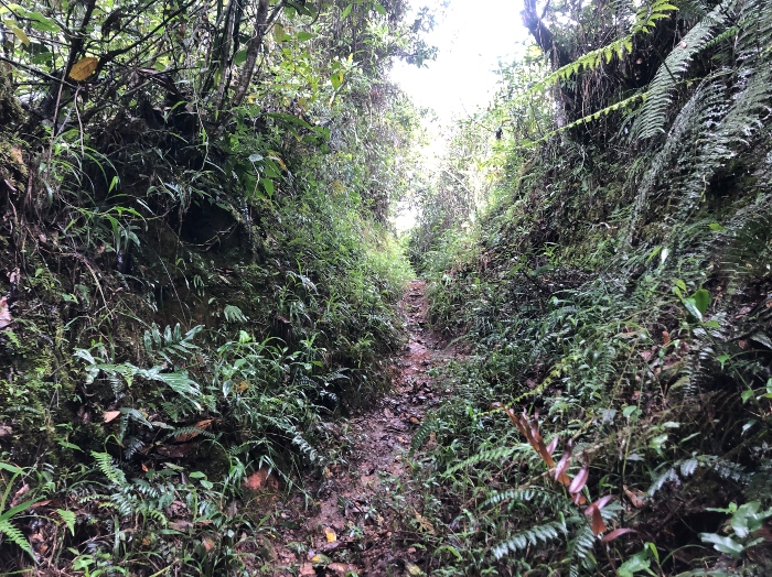 Sendero de los musgos