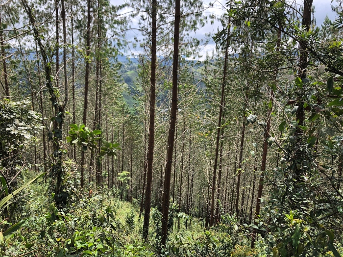 Sendero de los musgos