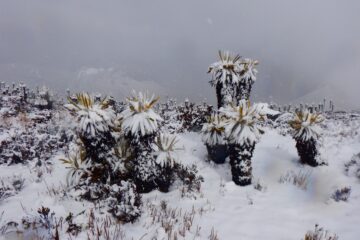 Expediciones-borde-glaciar-Nevado-del-Tolima-ecoturismo-colombia