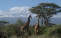Expedicion-Kilimanjaro-Serengeti-Ngorongoro