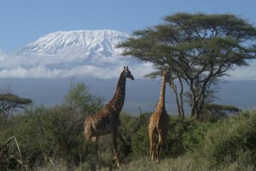 Expedicion-Kilimanjaro-Serengeti-Ngorongoro