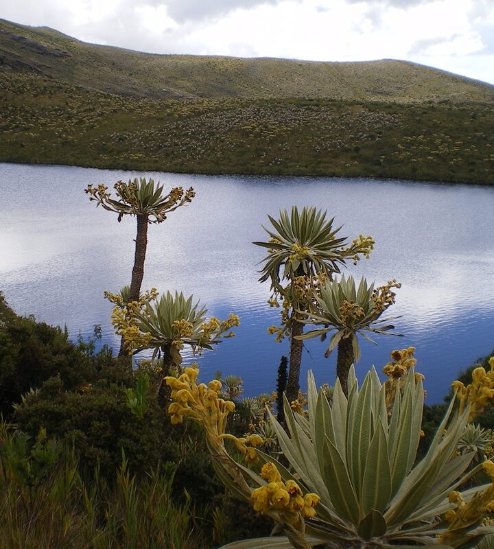 Bogotá Cundinamarca