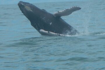 Imagen de la actividad Avistamiento de ballenas