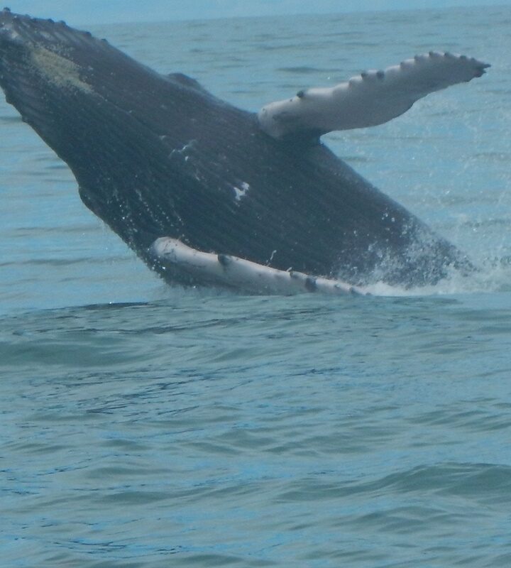 Avistamiento- de- Ballenas- jorobadas- yubarta -en- el- pacífico-ecoturismo-colombia