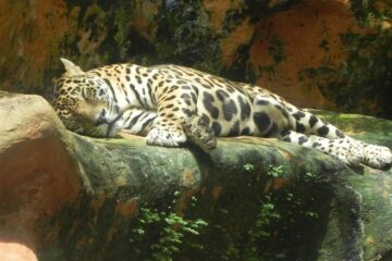 Imagen de la actividad Expediciones en la selva