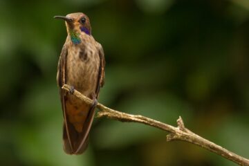 Imagen de la actividad Observación de aves
