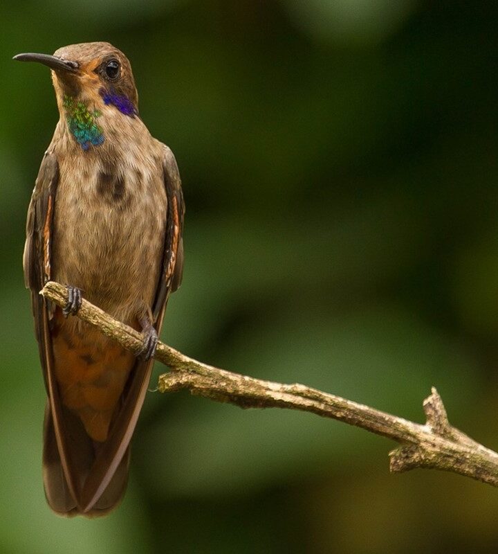 Observación -y- avistamiento- de-aves-ecoturismo-colombia