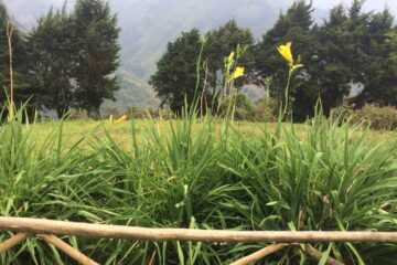 Caminata Cascadas La Volcana y Los Azules Palmitas