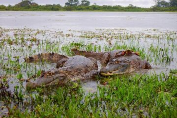 Safari en el Hato La Aurora Casanare Ecoturismo Colombia