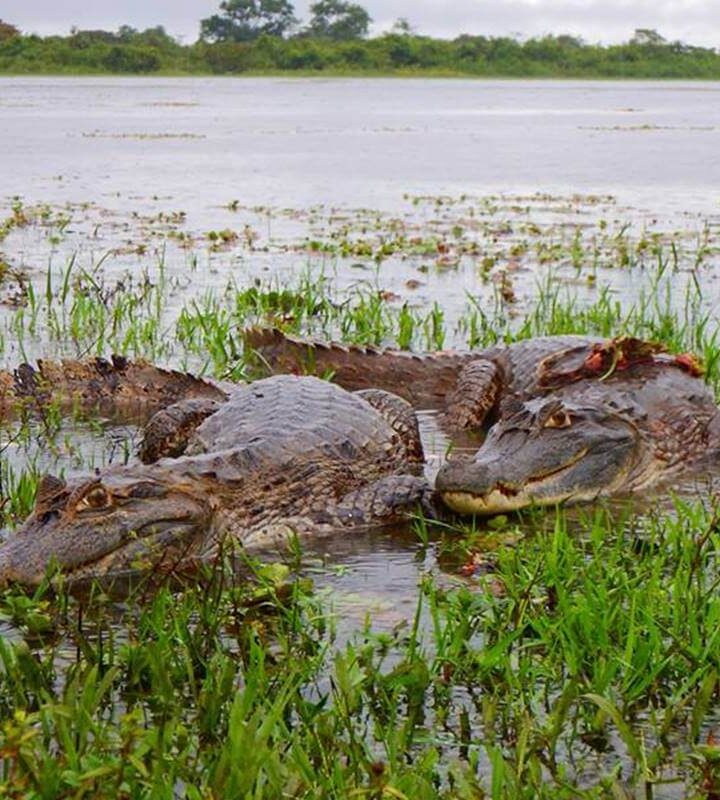 Safari en el Hato La Aurora Casanare Ecoturismo Colombia
