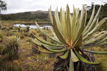 Política de Sostenibilidad