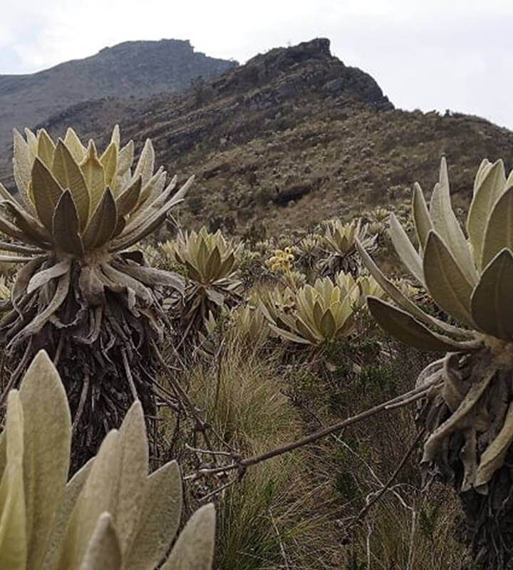 Caminata Ecológica Páramo de Guerrero - Cerro Pedregozo
