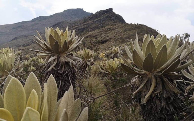 Caminata Ecológica Páramo de Guerrero - Cerro Pedregozo