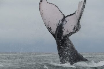 ballenas bahía solano