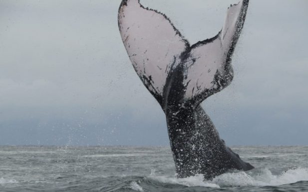 ballenas bahía solano