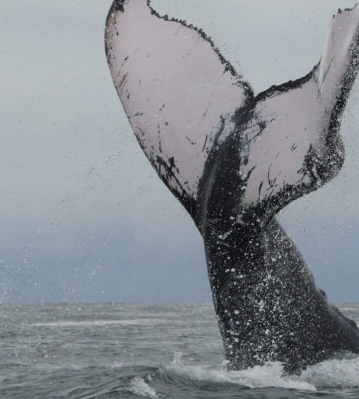 ballenas bahía solano