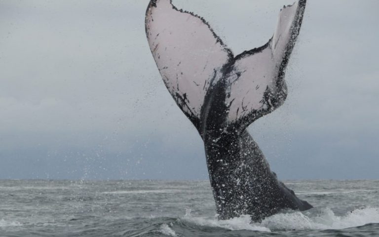 ballenas bahía solano