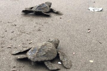 Avistamiento de nidación y eclosión de tortugas golfina en Bahía Solano
