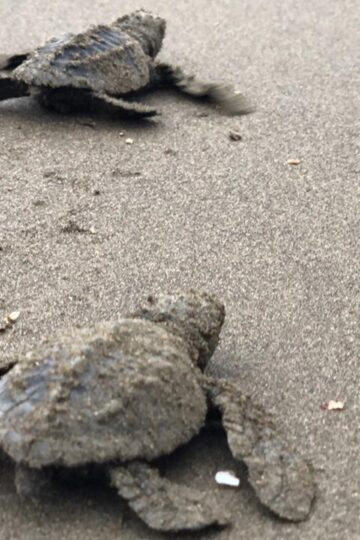 Avistamiento de nidación y eclosión de tortugas golfina en Bahía Solano