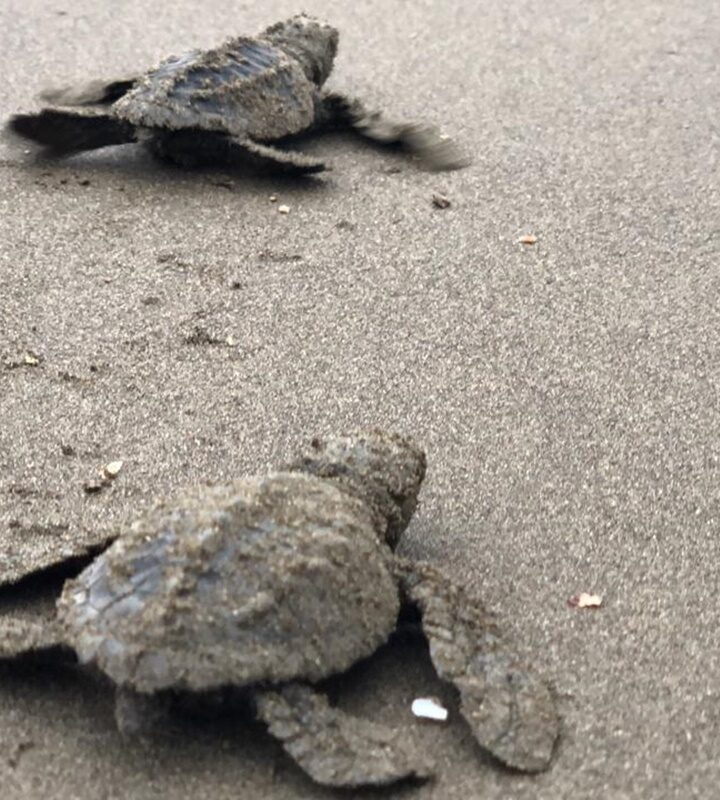 Avistamiento de nidación y eclosión de tortugas golfina en Bahía Solano