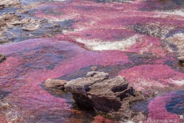 Caño Cristales
