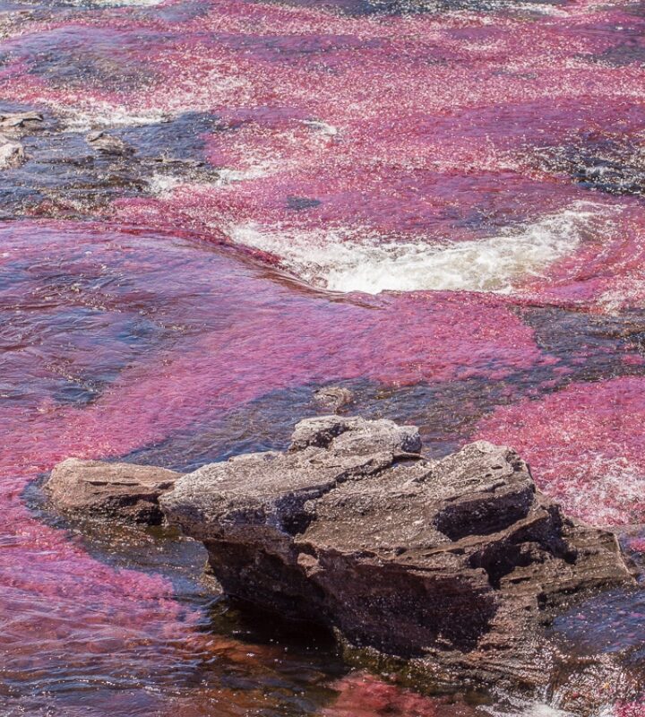 Caño Cristales