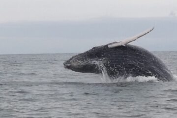 Avistamiento de ballenas en Bahía Málaga en busca de la Yubarta