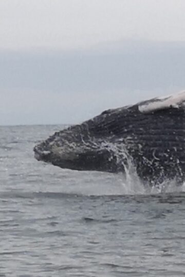 Avistamiento de ballenas en Bahía Málaga en busca de la Yubarta