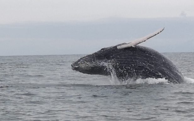 Avistamiento de ballenas en Bahía Málaga en busca de la Yubarta