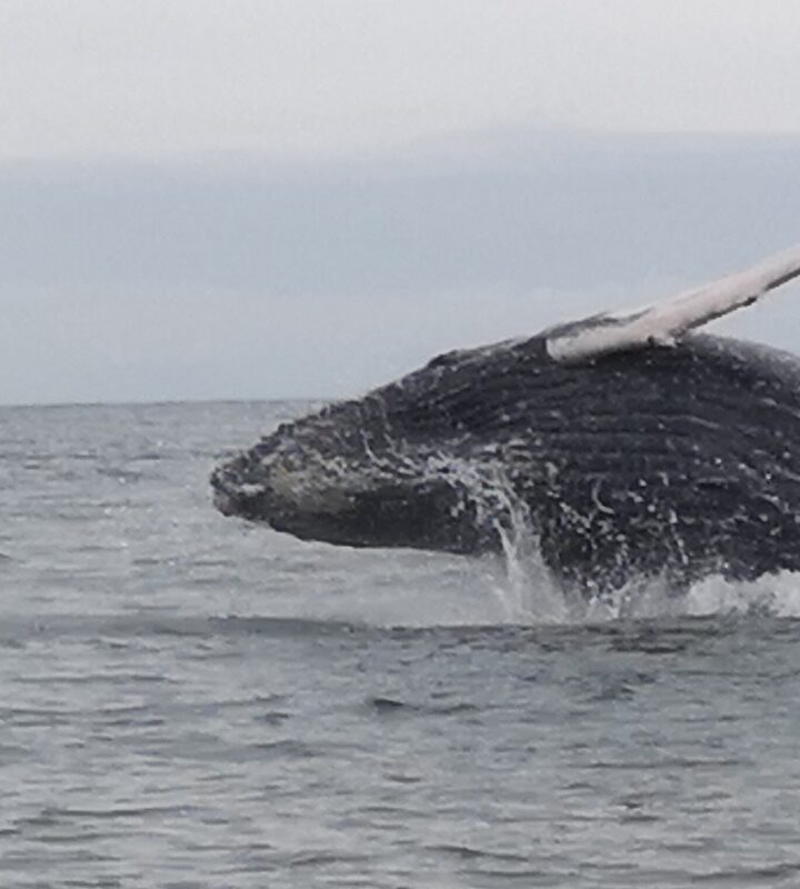 Avistamiento de ballenas en Bahía Málaga en busca de la Yubarta