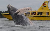 Avistamiento de ballenas en Bahía Málaga en busca de la Yubarta
