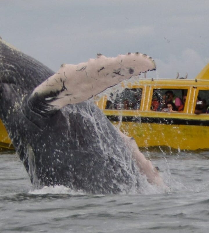 Avistamiento de ballenas en Bahía Málaga en busca de la Yubarta