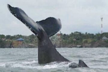 Avistamiento de ballenas en Bahía Solano, ensenada de Utría y Río Tundó