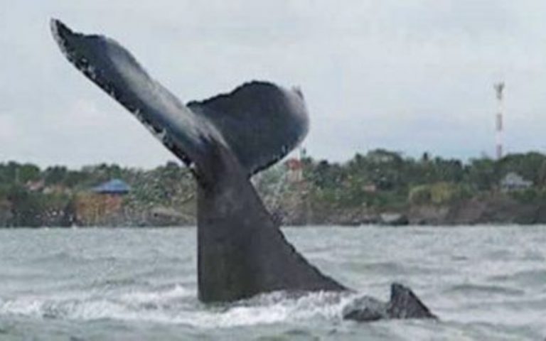 Avistamiento de ballenas en Bahía Solano, ensenada de Utría y Río Tundó