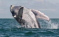 Avistamiento de ballenas en Bahía Solano y Ensenada de Utría
