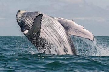 Avistamiento de ballenas en Bahía Solano y Ensenada de Utría