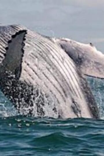 Avistamiento de ballenas en Bahía Solano y Ensenada de Utría