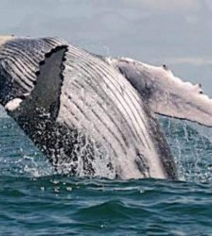 Avistamiento de ballenas en Bahía Solano y Ensenada de Utría