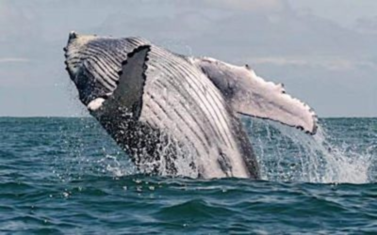 Avistamiento De Ballenas En Bahía Solano Y Ensenada De Utría ...