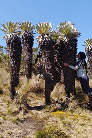 Páramo de Ocetá (Monguí Boyacá)