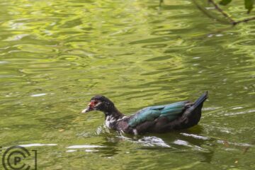 Portada Vida Salvaje