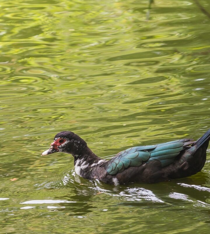 Portada Vida Salvaje