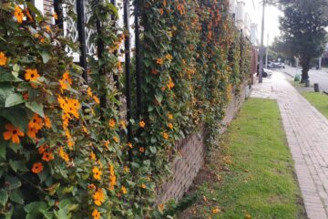 Tour_de Árboles_y_Jardines en_Teusaquillo_(Bogotá)