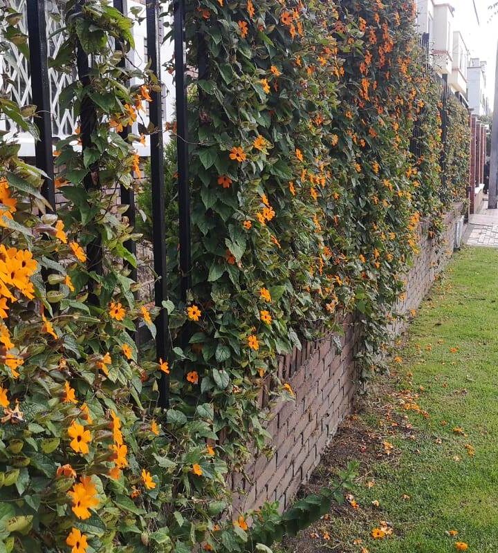 Tour_de Árboles_y_Jardines en_Teusaquillo_(Bogotá)